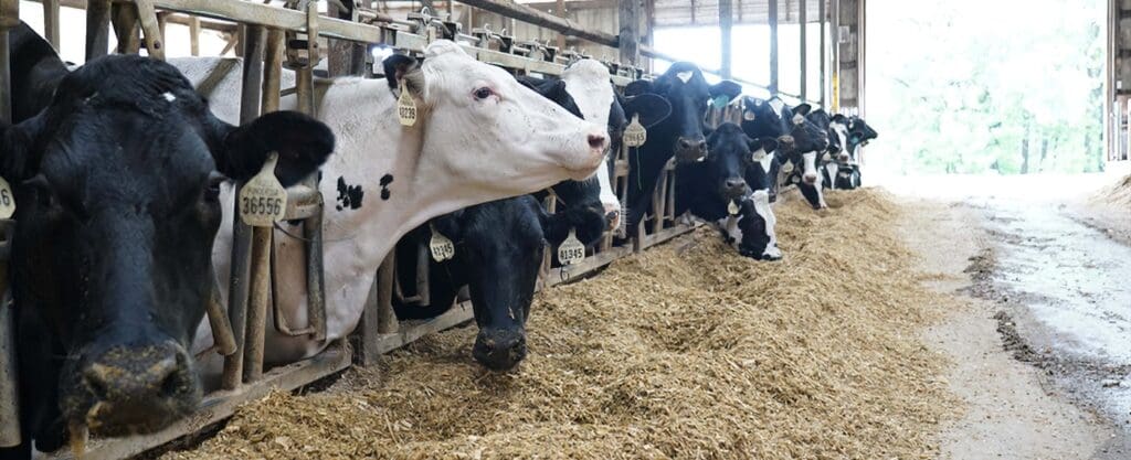 Pagel Family Business Cows